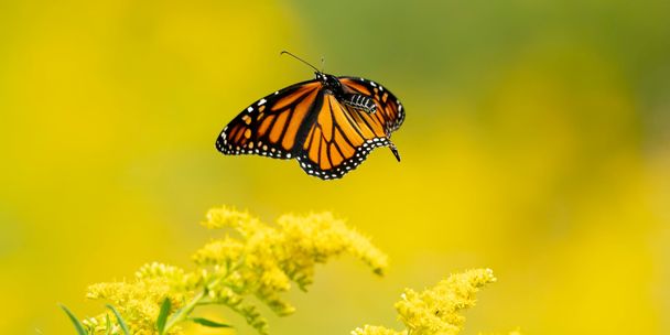 Ein Foto eines Monarchfalters, der in der Nähe einer gelben Blüte in der Luft fliegt.